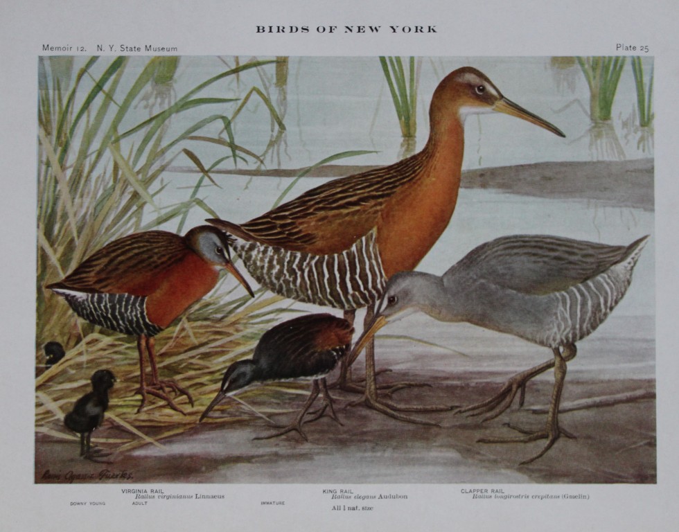 L Agassiz Fuertes - Chromolithograph of Rails from Birds of New York 1910