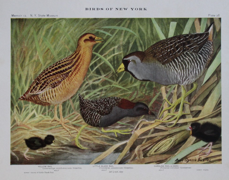 L Agassiz Fuertes - Chromolithograph of Rails from Birds of New York 1910