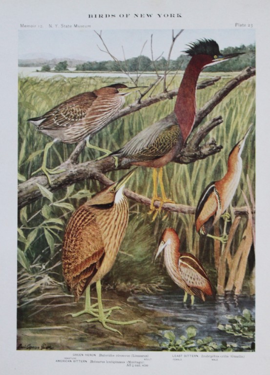 L Agassiz Fuertes - Chromolithograph of Heron and Bitterns from Birds of New York 1910