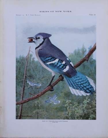 L Agassiz Fuertes - Chromolithograph of Blue Jay from Birds of New York 1910