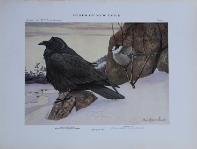L Agassiz Fuertes - Chromolithograph of Raven and Canada Jay from Birds of New York 1910