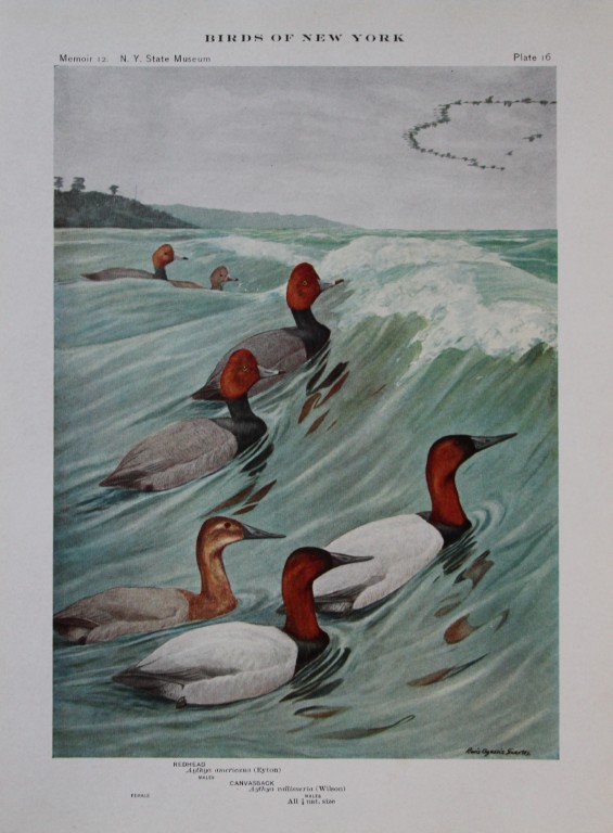 L Agassiz Fuertes - Chromolithograph of Redhead and Canvasback Ducks from Birds of New York 1910