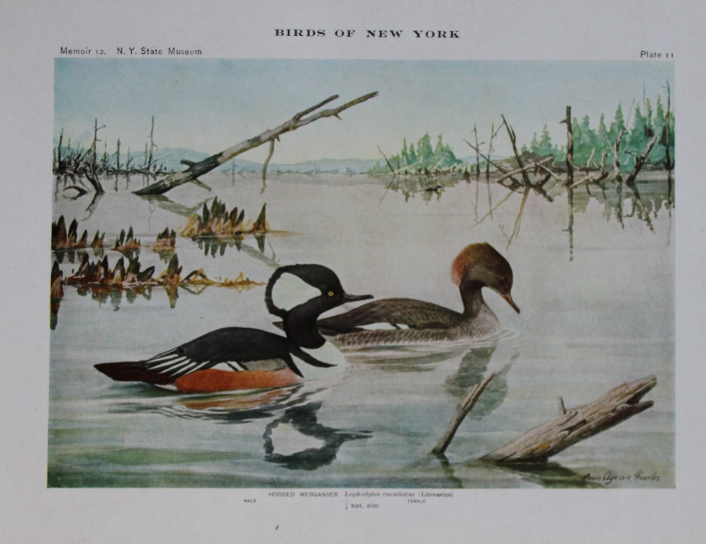 L Agassiz Fuertes - Chromolithograph of Hooded Mergansers from Birds of New York 1910