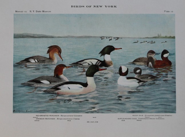 L Agassiz Fuertes - Chromolithograph of Mergansers and Ruddy Ducks from Birds of New York 1910