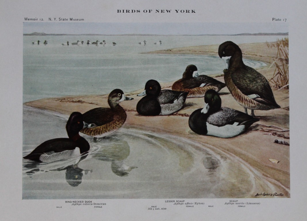 L Agassiz Fuertes - Chromolithograph of Scaup and Ring-necked Ducks from Birds of New York 1910