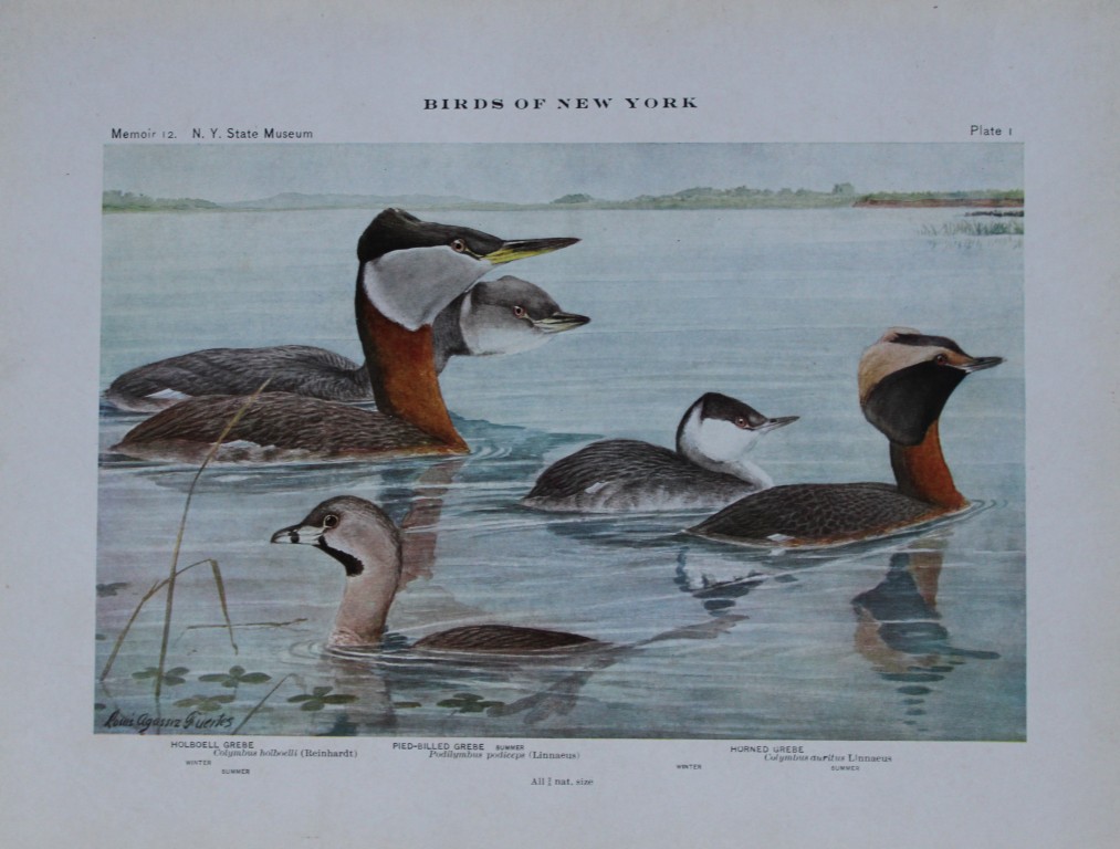 L Agassiz Fuertes - Chromolithograph of Grebes from Birds of New York 1910