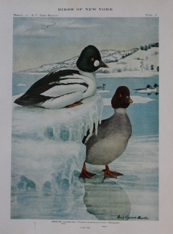 L Agassiz Fuertes - Chromolithograph of American Golden-Eye from Birds of New York 1910