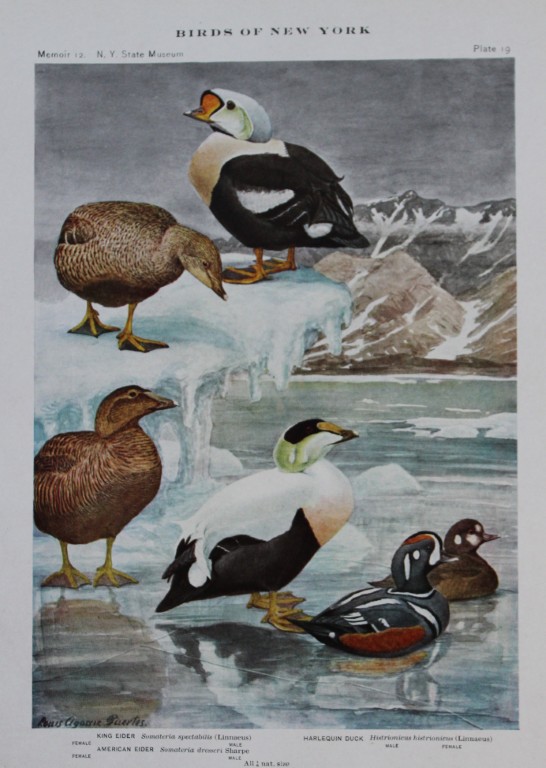 L Agassiz Fuertes - Chromolithograph of Eider and Harlequin Ducks from Birds of New York 1910
