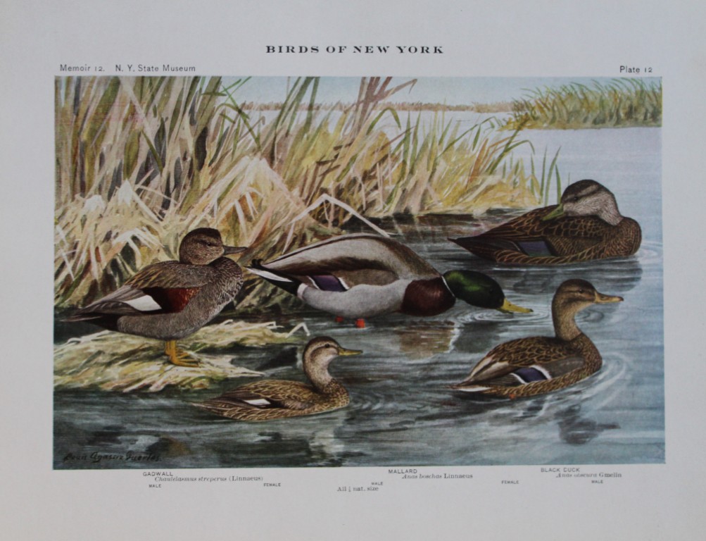 L Agassiz Fuertes - Chromolithograph of Gadwall and Mallard from Birds of New York 1910