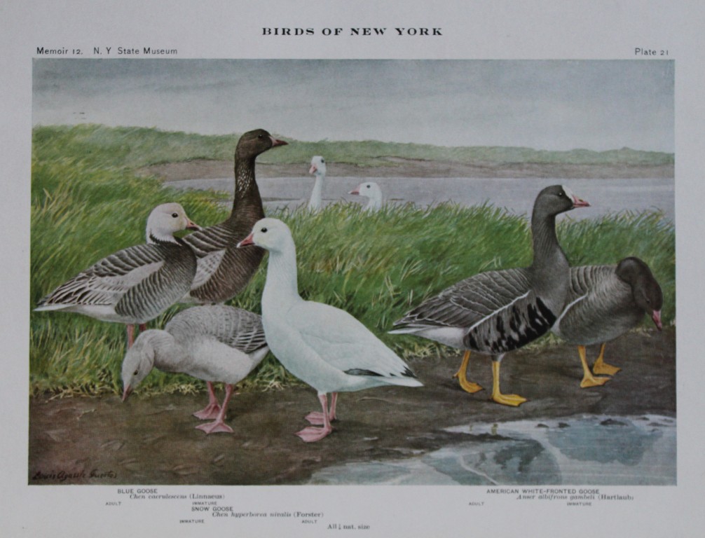 L Agassiz Fuertes - Chromolithograph of Geese varieties from Birds of New York 1910