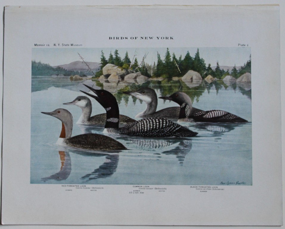 L Agassiz Fuertes - Chromolithograph of Loon varieties from Birds of New York 1910