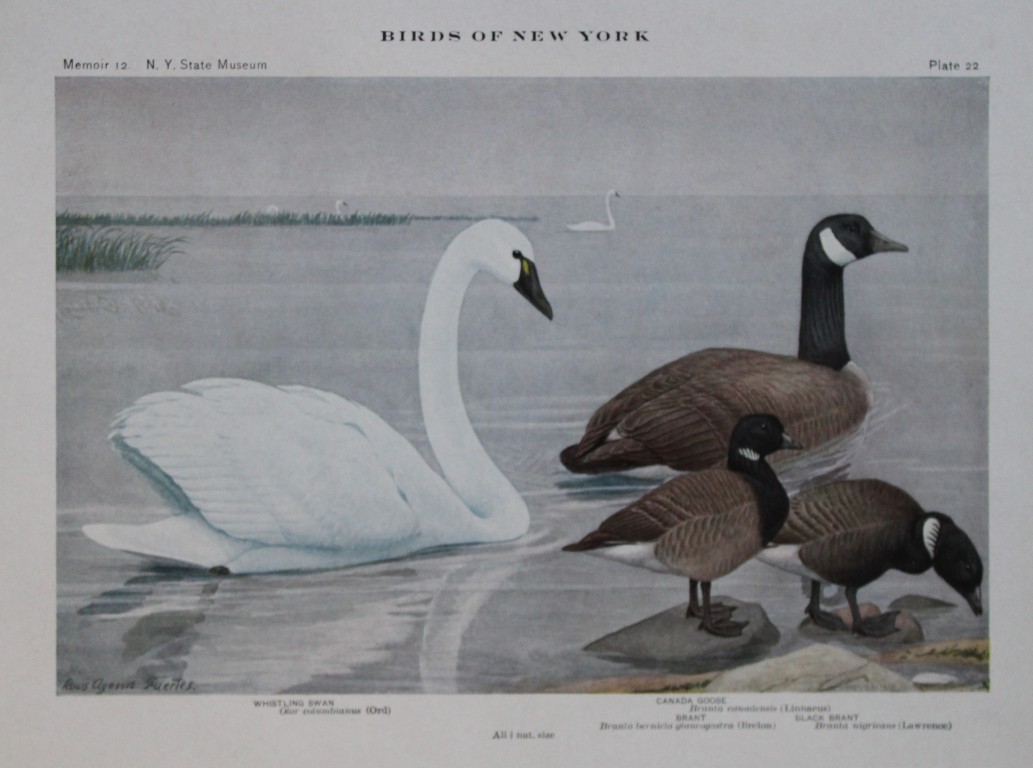 L Agassiz Fuertes - Chromolithograph of Swan and Canada Goose from Birds of New York 1910