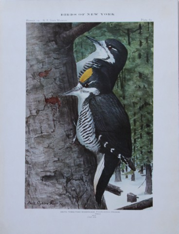L Agassiz Fuertes - Chromolithograph of Arctic Three-toed Woodpecker  from Birds of New York 1910