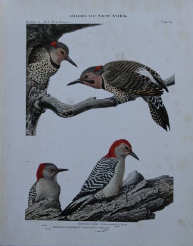 L Agassiz Fuertes - Chromolithograph of Northern Flicker from Birds of New York 1910