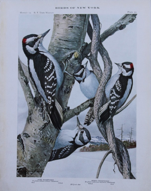 L Agassiz Fuertes - Chromolithograph of Hairy and Downy Woodpeckers from Birds of New York 1910