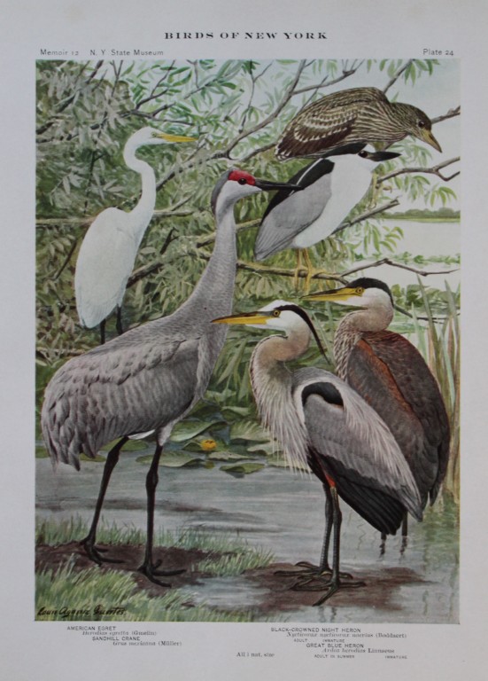 L Agassiz Fuertes - Chromolithograph of Crane, Egret and Heron from Birds of New York 1910