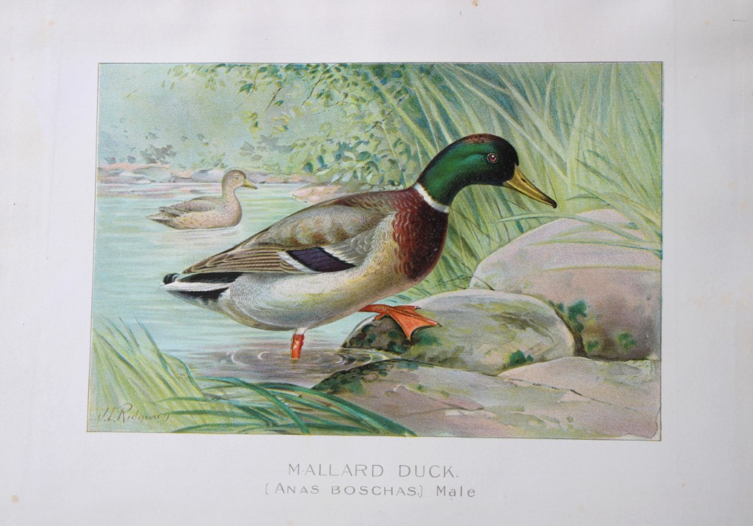 J Ridgway - Mallard duck, male from New York State Commission 1902