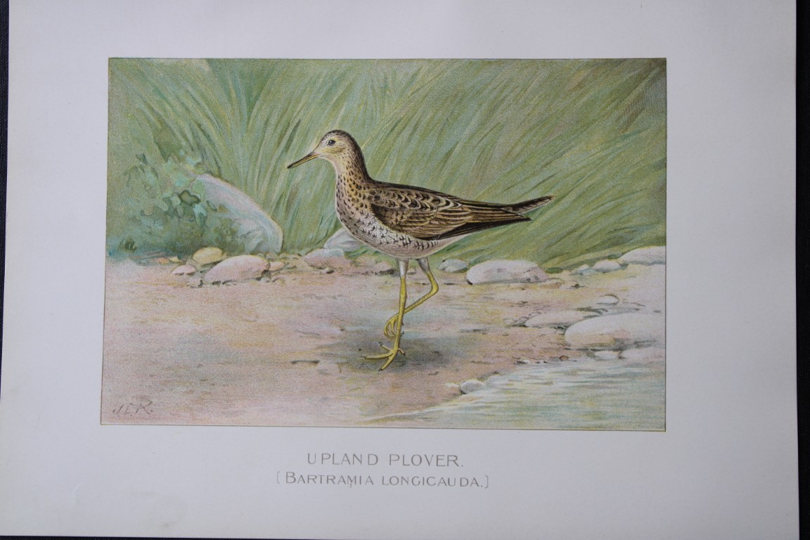 J Ridgway - Upland Plover from New York State Commission 1902