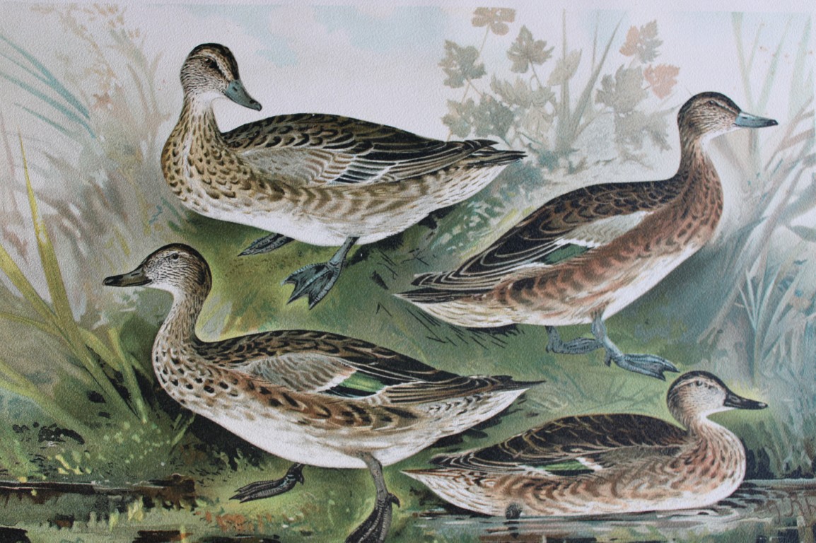 J Rhamm & Naumann - Teal and Garganey 1895
