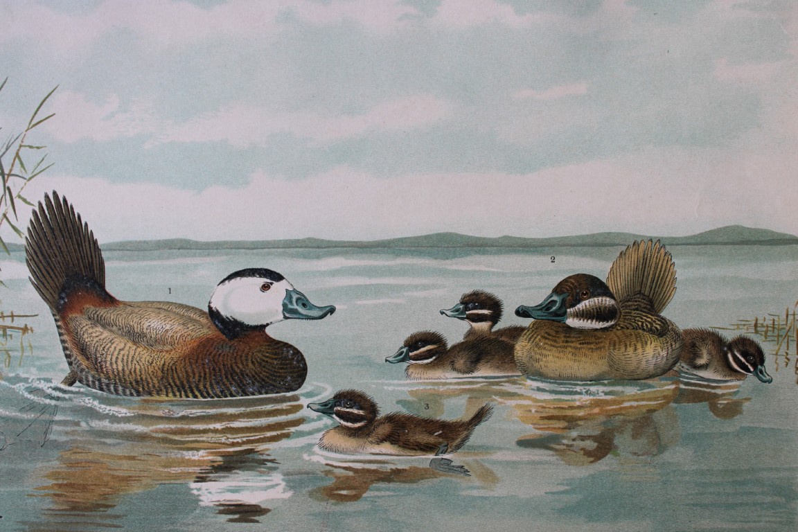 Kleinschmidt & Naumann - White-headed Duck 1895
