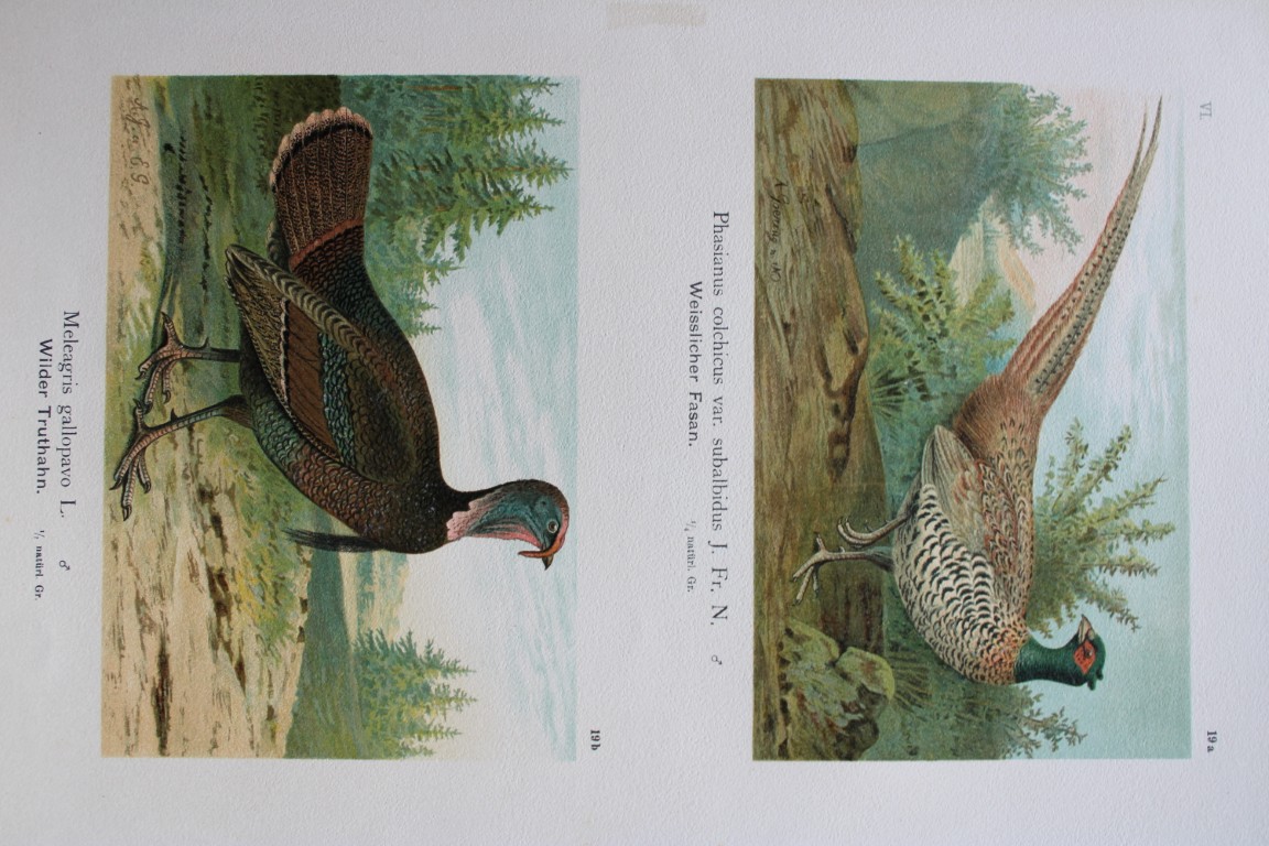 A Goering & Naumann - Pheasant and Wild Turkey 1895