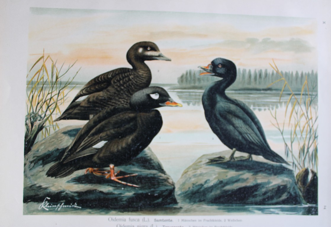 Naumann - Black and Velvet Scoters 1895