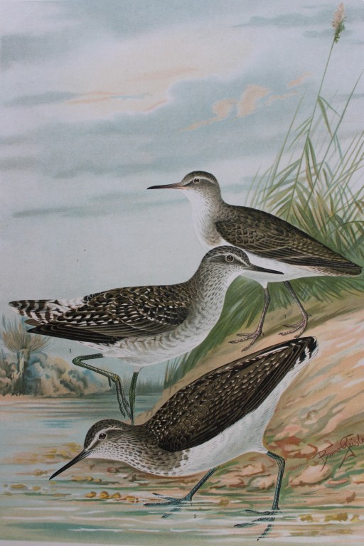 Bruno Geisler & Naumann - Sandpipers 1895