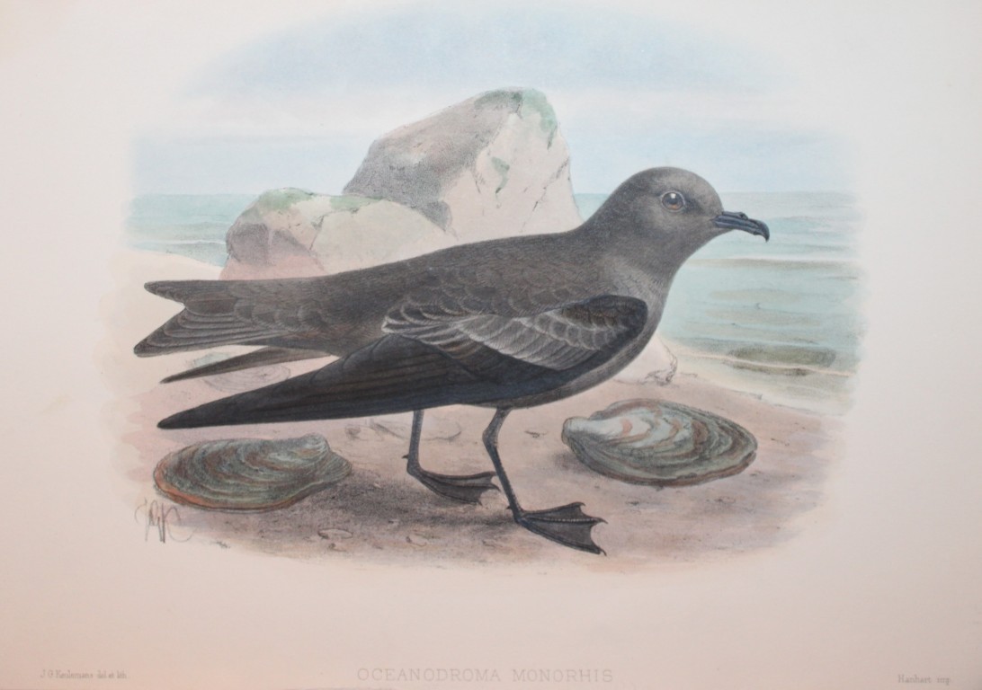 GD Rowley - Swinhoe's Storm Petrel by JG Keulemans 1877