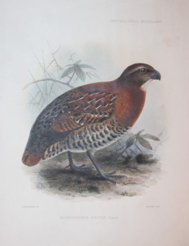 GD Rowley - Tawny-faced Quail by JG Keulemans 1877