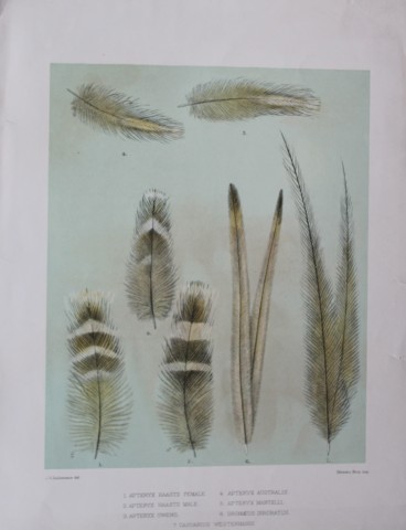 GD Rowley - 2 prints of Bird heads and feathers by JG Keulemans 1877