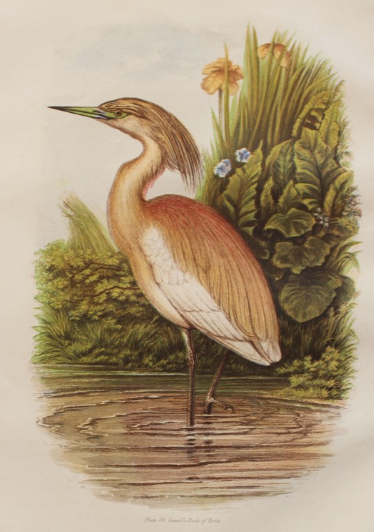Thomas Rymer Jones - Squacco Heron 1869