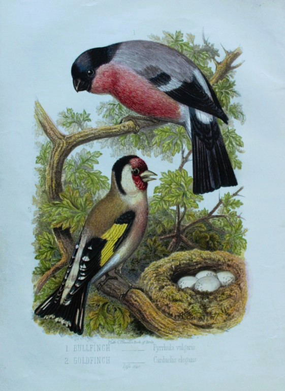 Thomas Rymer Jones - Bullfinch and Goldfinch 1869