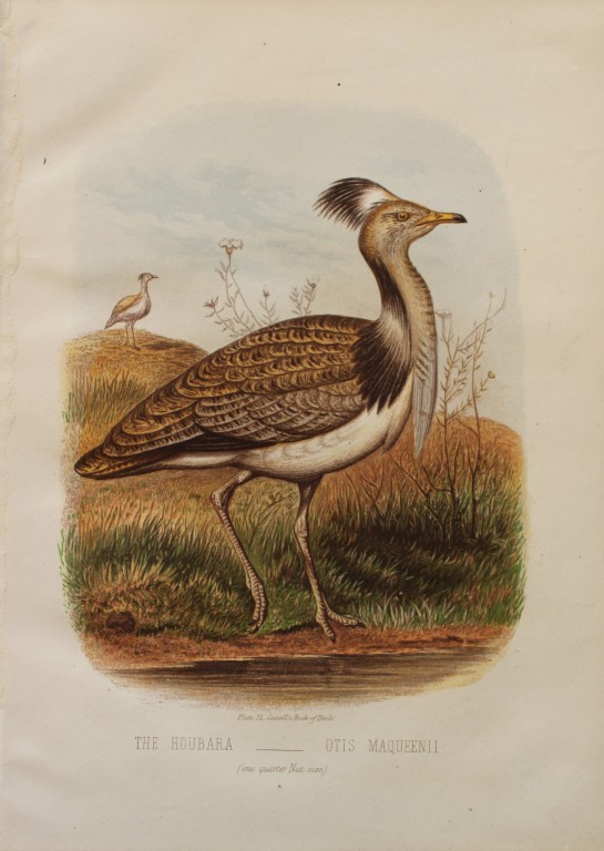 Thomas Rymer Jones - Houbara 1869