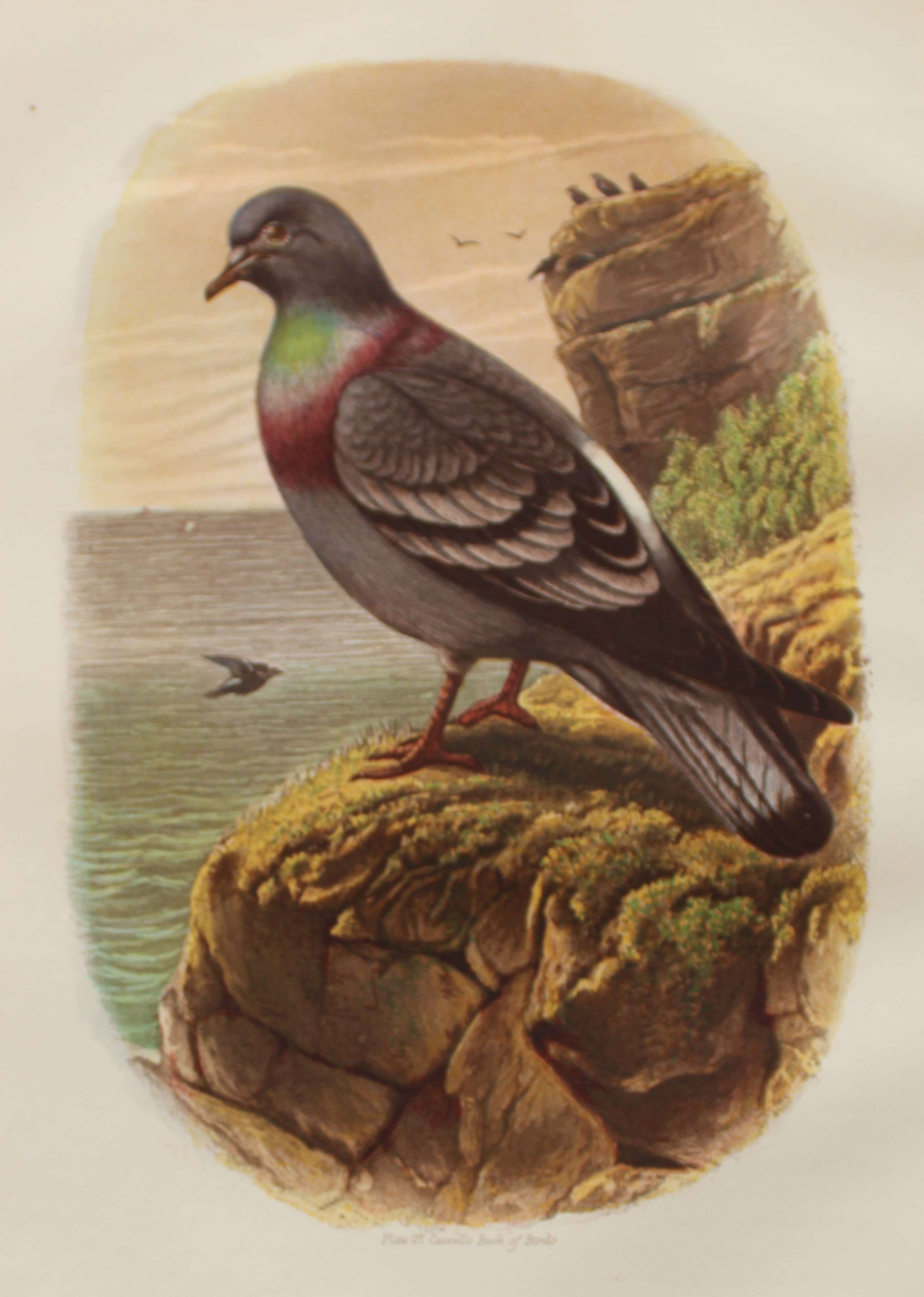 Thomas Rymer Jones - Rock Pigeon 1869