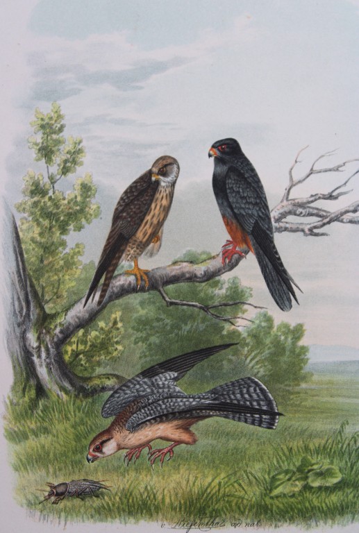 Riesenthal - Large chromolithograph of Red-footed Falcon 1894