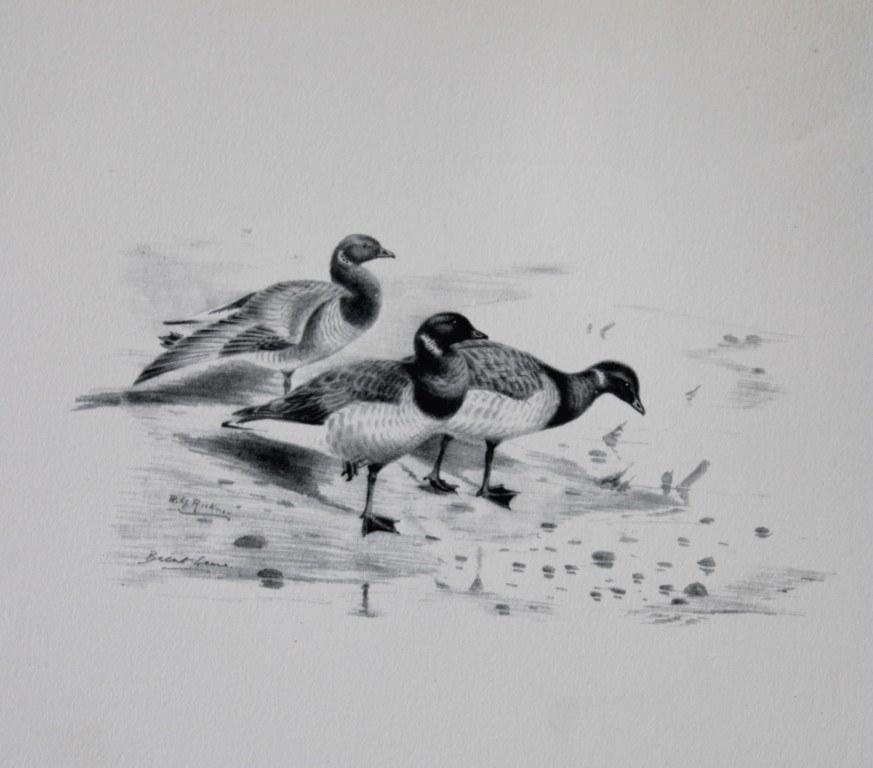 Philip Rickman - Print of pencil drawings of Brent Geese 1938