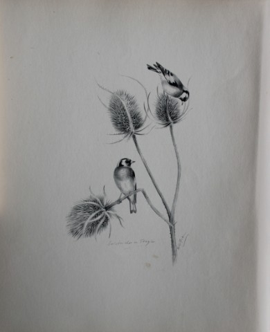Philip Rickman - Print of pencil drawings of Goldfinches 1938