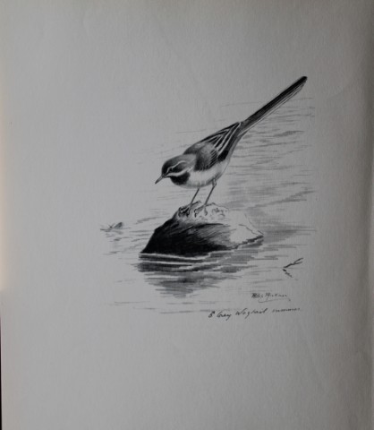 Philip Rickman - Print of pencil drawings of Grey Wagtail 1938