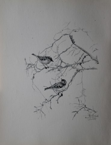 Philip Rickman - Print of pencil drawings of Goldcrests 1938