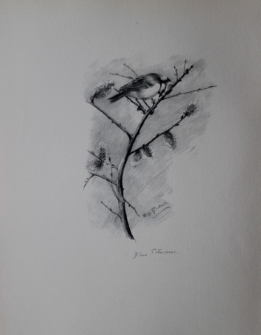 Philip Rickman - Print of pencil drawings of Blue Tits 1938