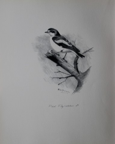 Philip Rickman - Print of pencil drawings of Pied Flycatcher 1938