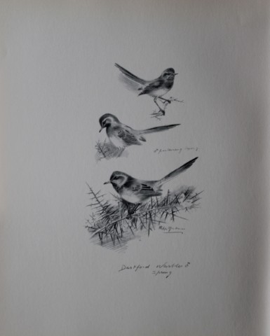 Philip Rickman - Print of pencil drawings of Dartford Warblers 1938