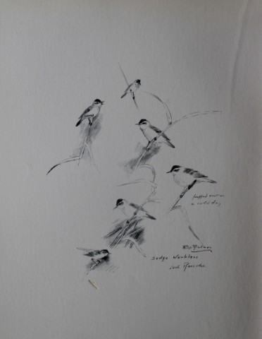 Philip Rickman - Print of pencil drawings of Sedge Warblers 1938