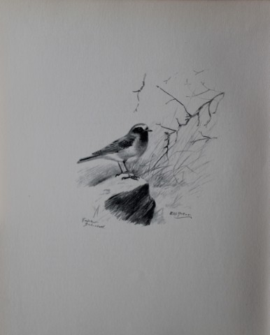 Philip Rickman - Print of pencil drawings of Redstart 1938