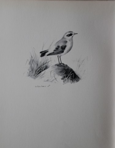 Philip Rickman - Print of pencil drawings of Wheatear 1938