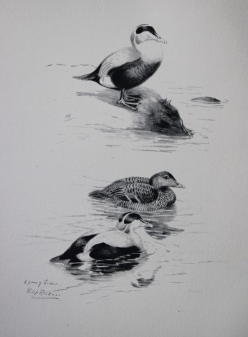 Philip Rickman - Print of pencil drawings of Eiders 1938