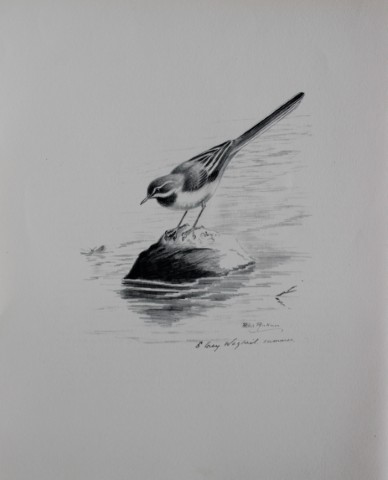 Philip Rickman - Print of pencil drawings of Grey Wagtail 1938