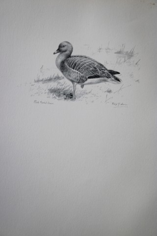 Philip Rickman - Print of pencil drawings of Pink Footed Goose 1938