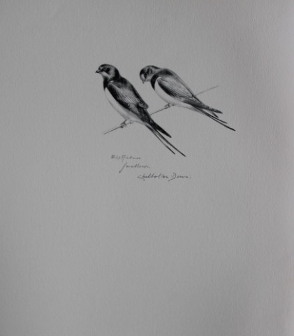 Philip Rickman - Print of pencil drawings of Swallows 1938