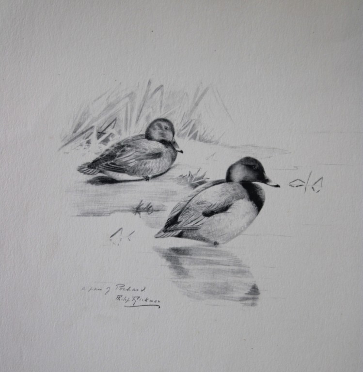 Philip Rickman - Print of pencil drawings of Pochards 1938